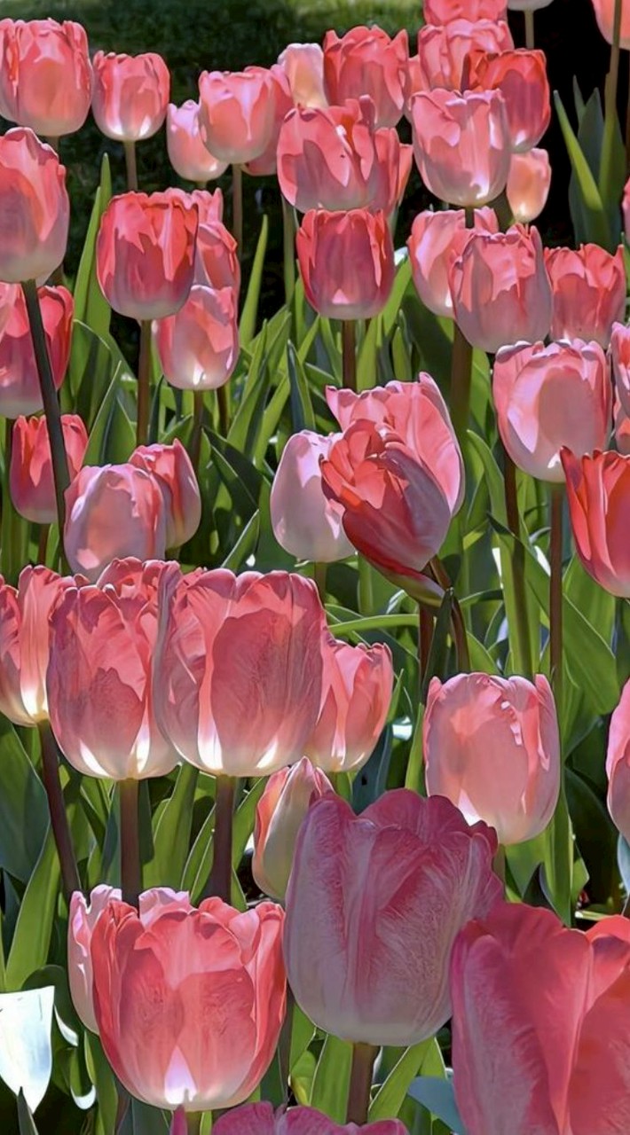 Flower4U