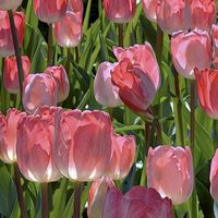 Flower4U