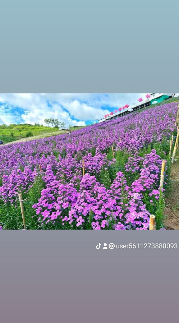 ช็อปปี้คลองด่าน