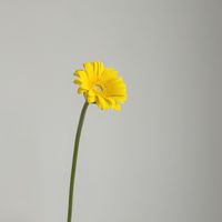 小手球花藝 × 鮮花快訊