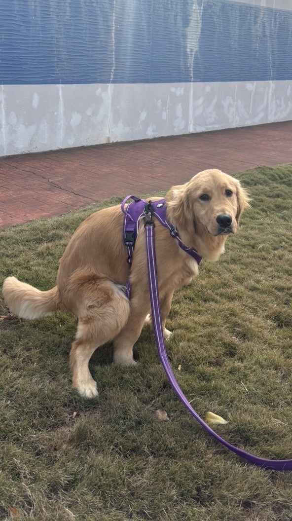 ✨台中海線狗狗群🐶