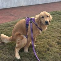 ✨台中海線狗狗群🐶