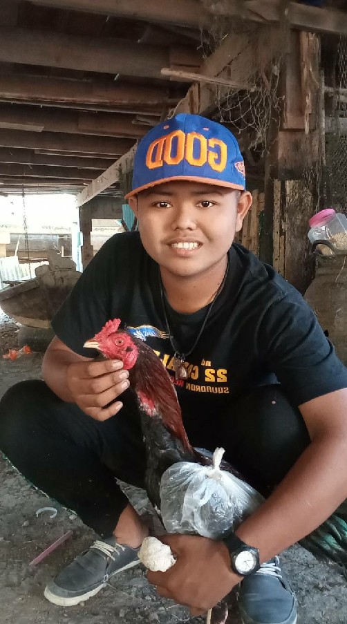 ไก่ชนสายพันธุ์ดีสายเงินแสนสายตีแพง
