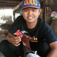 ไก่ชนสายพันธุ์ดีสายเงินแสนสายตีแพง