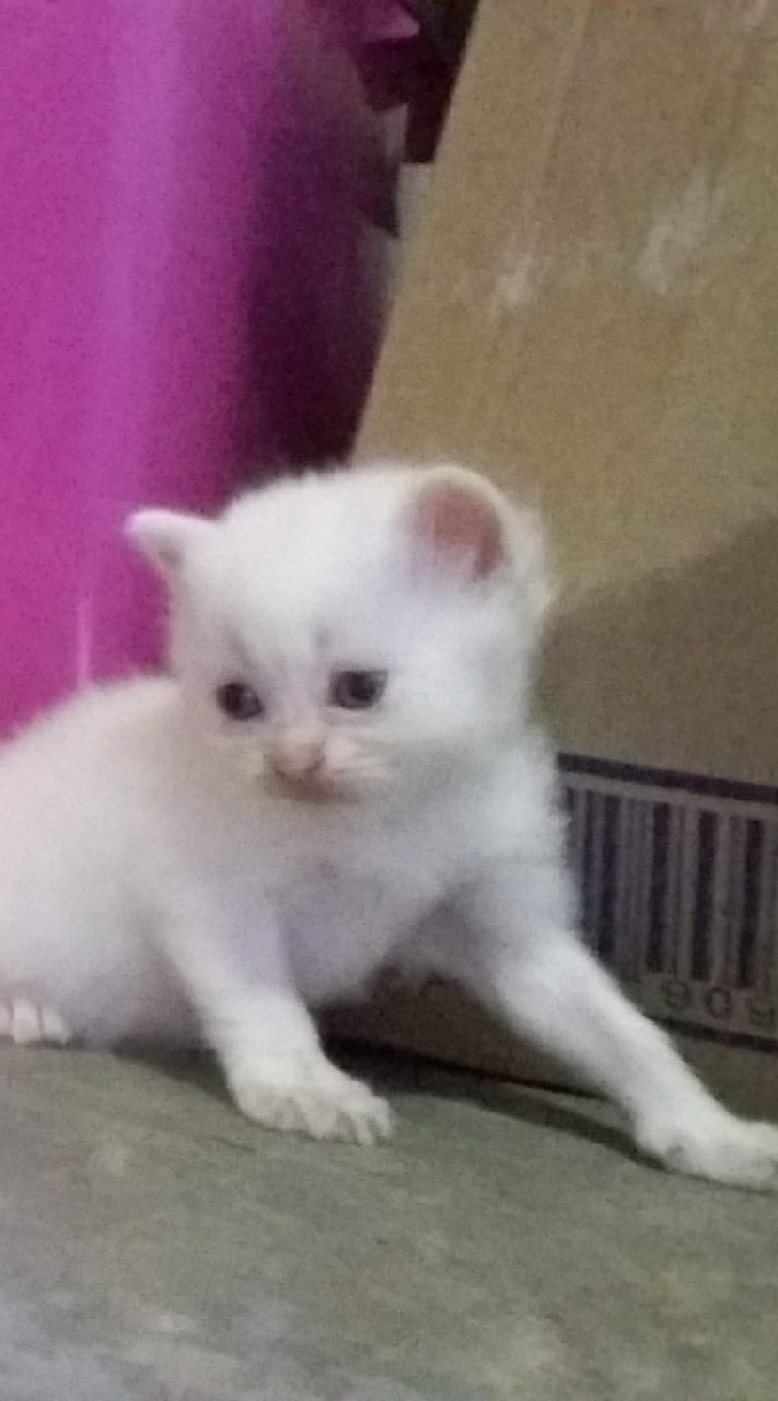 คนเล่นไอเดน