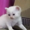 คนเล่นไอเดน