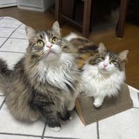ねこのお悩み相談