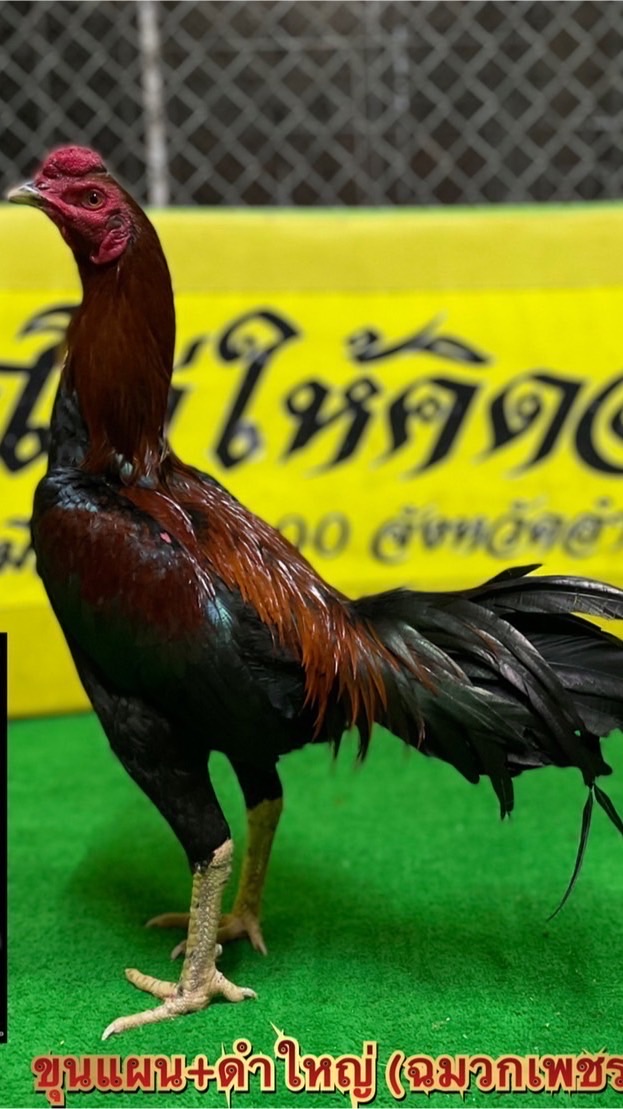ซุ้ม ส.ริมเขื่อนฟาร์ม