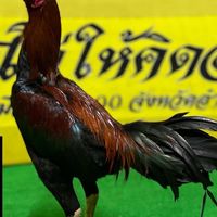 ซุ้ม ส.ริมเขื่อนฟาร์ม