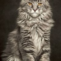 แมวเมนคูนและลูกครึ่งเมนคูน (I Love You Mainecoon Cats)