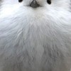 シマエナガの森