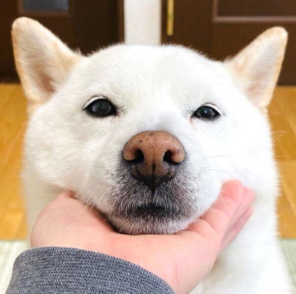 注意が必要 犬が 誤食する と危険な身近な植物5つ