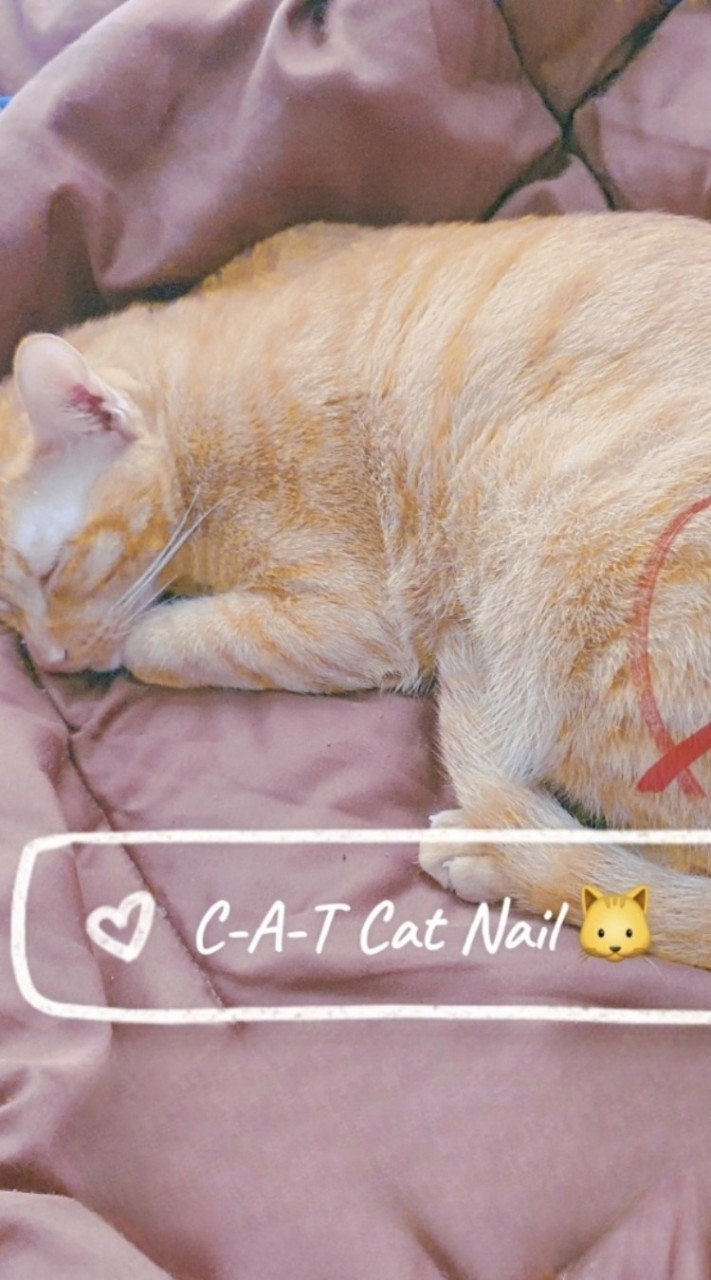 C-A-T Cat Nail 😽