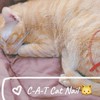 C-A-T Cat Nail 😽