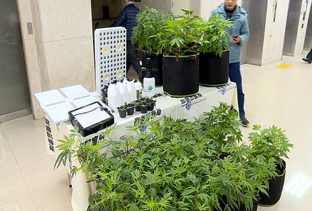 改造自宅變 大麻叢林 男被逮稱無聊自學 民視新聞網 Line Today