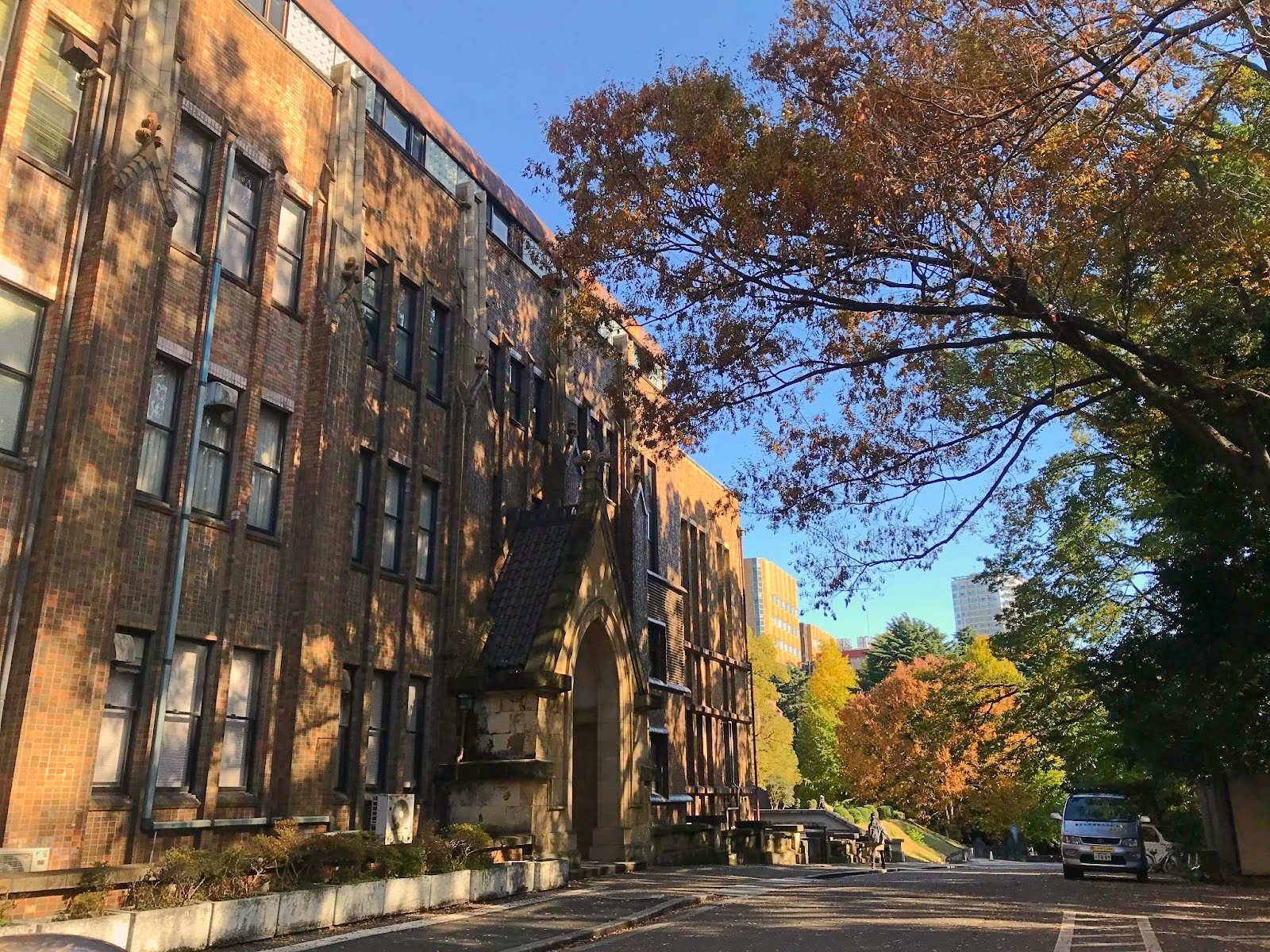 東京大學的銀杏