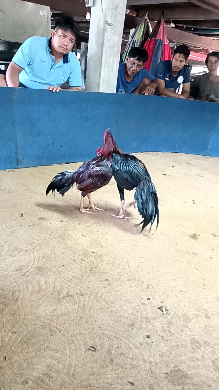 บ้านน้าแหลม ซ้อมไก่