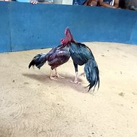 บ้านน้าแหลม ซ้อมไก่