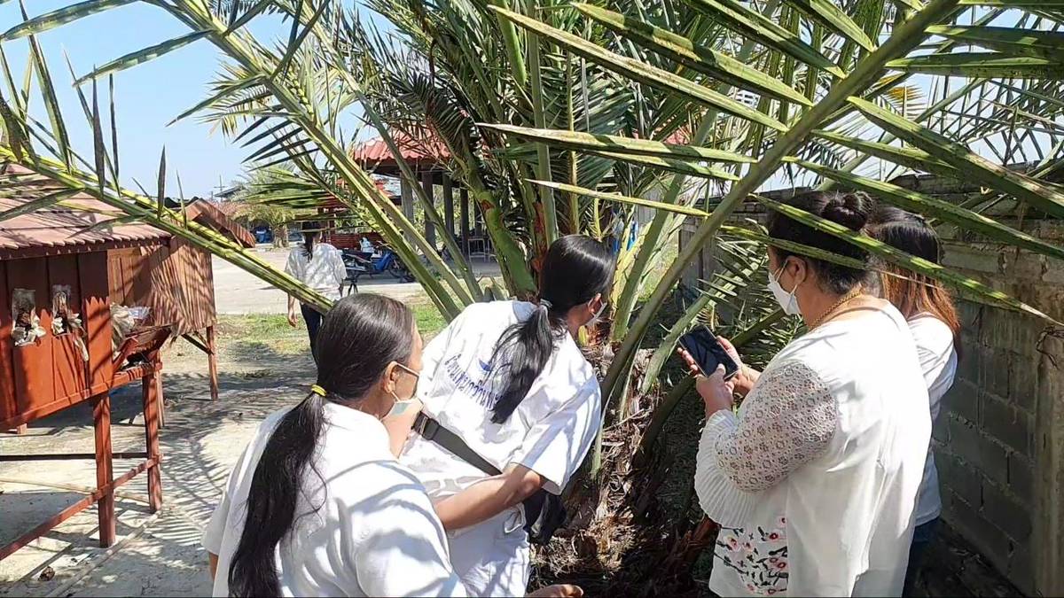 ขอโชคจากต้นอินทผลัมปู่ศรีสุทโธ