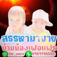 ✅ สรรหามาขาย 👩🏻‍❤️‍👩🏻 บ้านน้องเฟอแฟร 👭🏻❤️