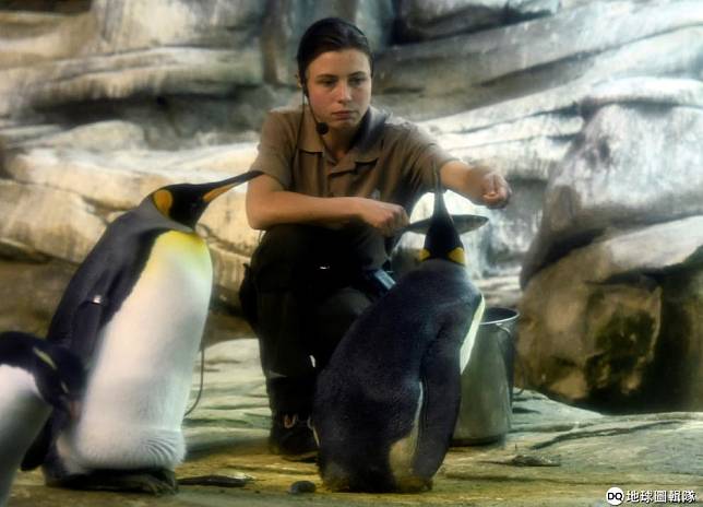 多次試圖孵化石頭德國動物園的同志企鵝情侶獲得一顆真蛋 地球圖輯隊 Line Today