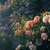 🌹✨薔薇の花🌹✨ꕀ⋆栽培・鑑賞するのが好きയꕤ𓂃🥀𓈒𓏸