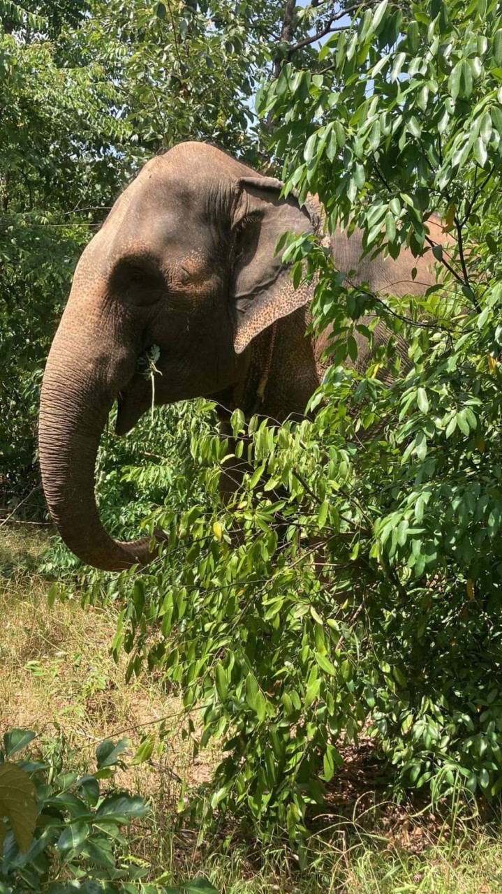 Originelephant