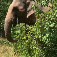 Originelephant