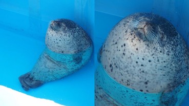 療癒！日本水族館「海豹」下工之後 偷閒睡覺的姿勢實在太可愛！