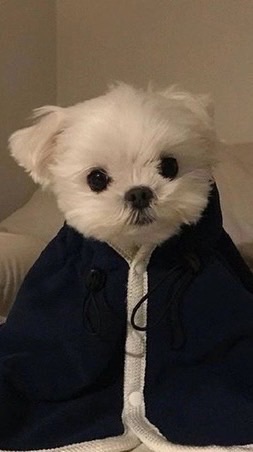 帶狗日常、閒聊