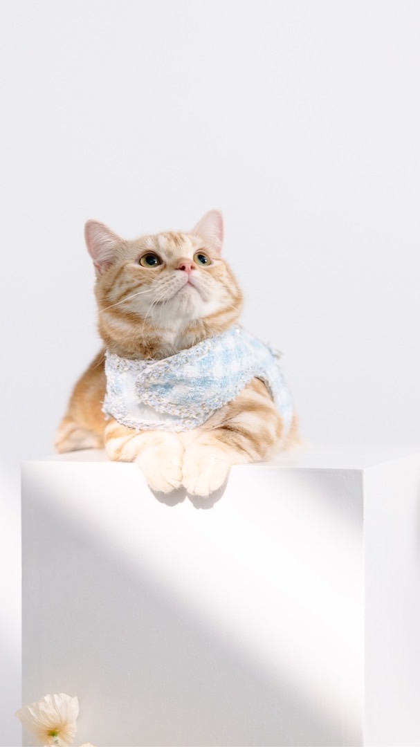 🐱曼赤肯Meow曼曼日記🐈