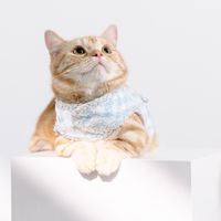 🐱曼赤肯Meow曼曼日記🐈