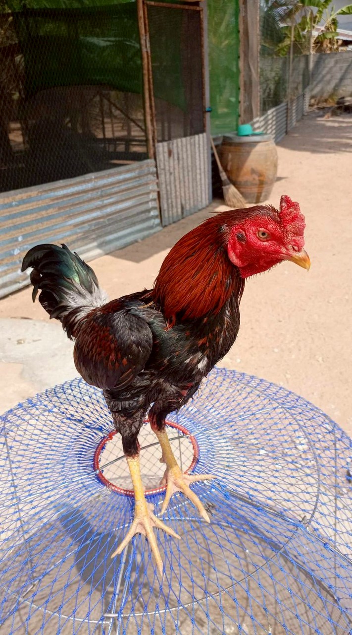 🐓วัยรุ่นหลังบ้าน🐓