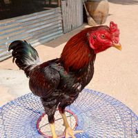🐓วัยรุ่นหลังบ้าน🐓