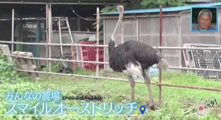 放し飼いのダチョウと触れ合える謎のテーマパークの全貌