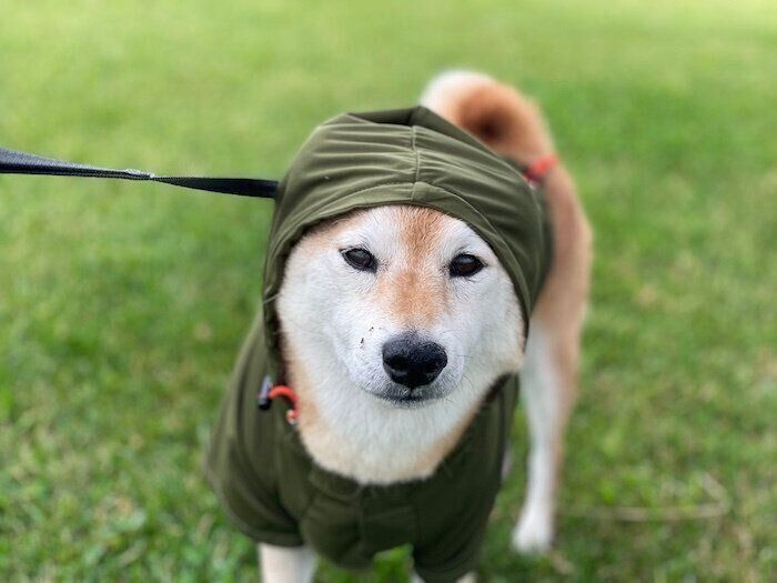 お散歩も雨も苦手な柴犬マロたん、公園の芝の上で佇み続ける（いぬのきもちNEWS）