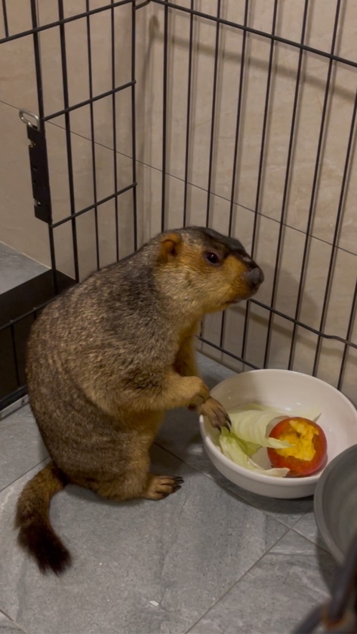 草原旱獺（土撥鼠）飼養交流群