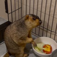 草原旱獺（土撥鼠）飼養交流群