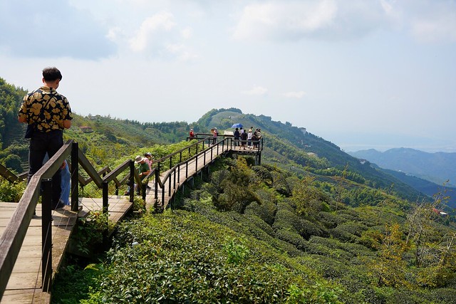 大崙山觀光茶園