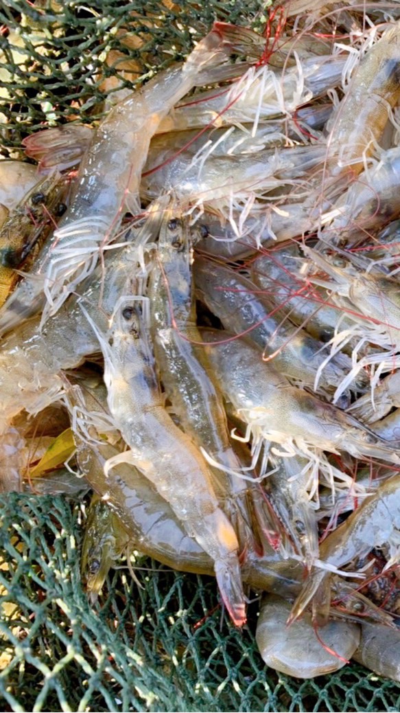 基隆東北小卷🦑布袋白蝦🦐現撈海鮮/桃園大竹自取