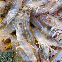 基隆東北小卷🦑布袋白蝦🦐現撈海鮮/桃園大竹自取