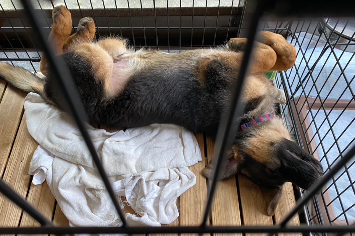 渋野日向子がメロメロ へそ天 シブコ犬の魅力 Gdoゴルフニュース