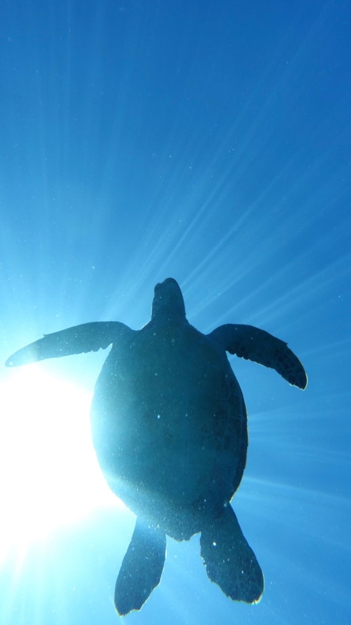 自由潛水 Free Diving