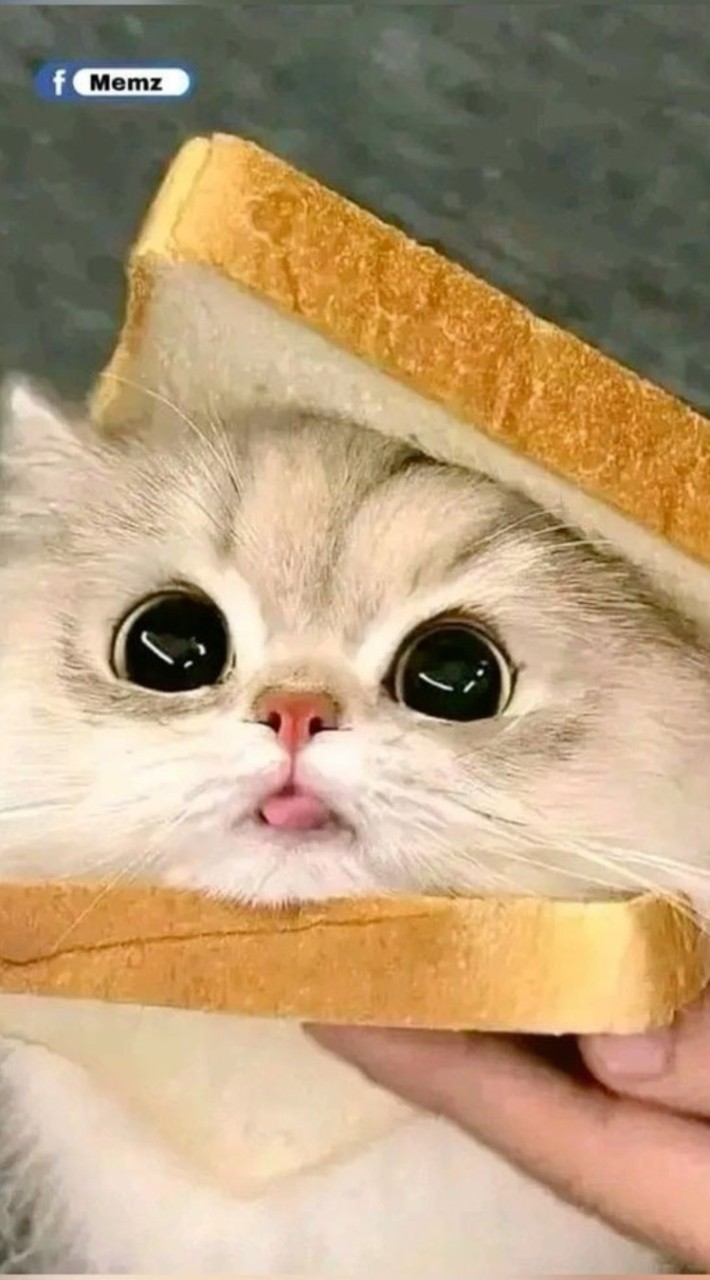 แมวปวนคน
