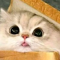 แมวปวนคน