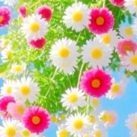 大人の雑談🌸40代50代60代🌸ホッとできる少人数のお部屋🌸