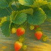 草莓族-全年草莓供應