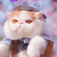😈《 傳說對決 》👿 E-S 在線約打·交友LINE社群 💜 無限制娛樂群🦄