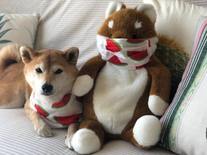 何か問題でも 飼い主がどいた途端 ソファに座る犬 いぬのきもちnews