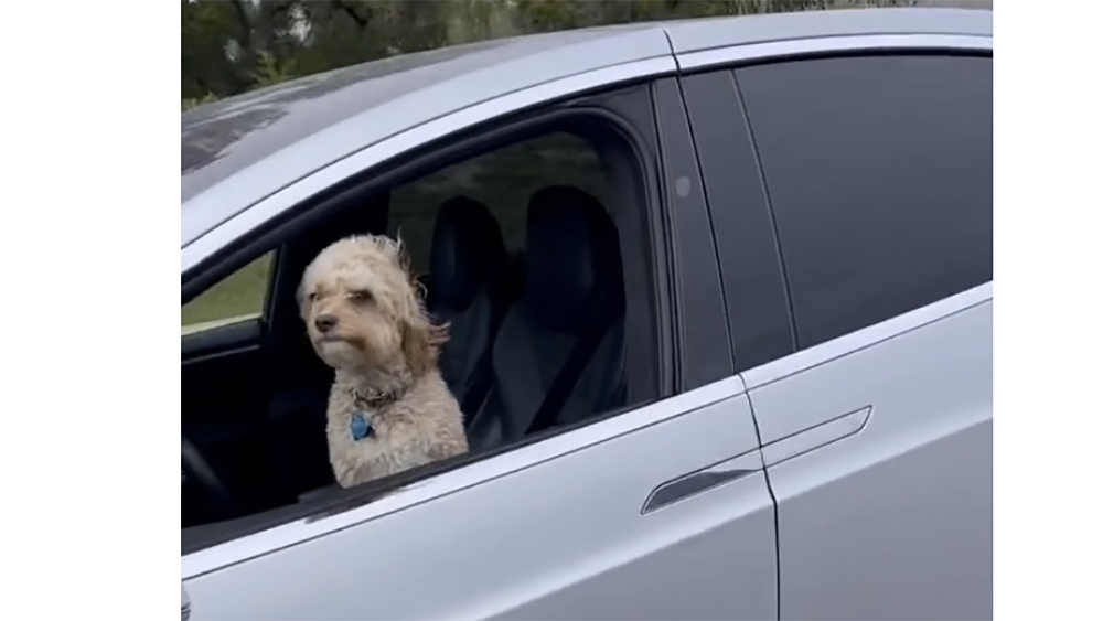 獨自讓狗狗開 Tesla 上路